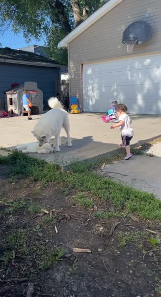 Video review of  Pets & Animals  by 67a26336c9db69517557be76