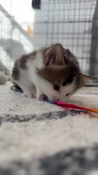 Video review of  Pets & Animals  by 675a90183861669f299831a6