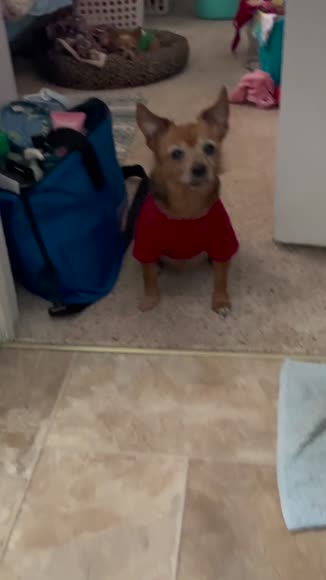 Video review of  Pets & Animals  by 656a8714f77463dad64a8ee8
