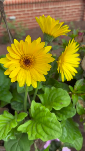 Video review of  Home & Garden  by 677a84a4f50bb12f96b3be7f