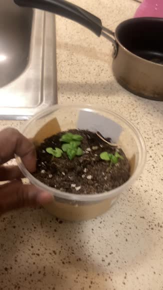Video review of Seeds In A Cup Basil | Herb Seed Starter Grow Kit | Seeds In A Cup® |   by 679070c08691860122065008