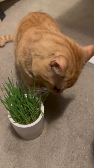 Video review of Michu Michu All-in-One Soil-Free Cat Grass Grow Kit - Made in USA  by 6787446aed2afe18e13da6e7