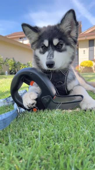 Video review of Spleash Spleash®  Without Leash  by yr8gswthpv