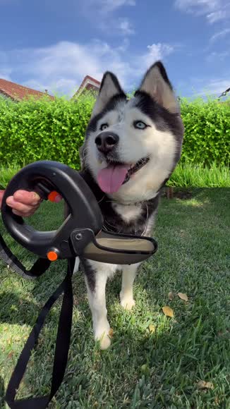 Video review of Spleash Spleash®  Without Leash  by yr8gswthpv