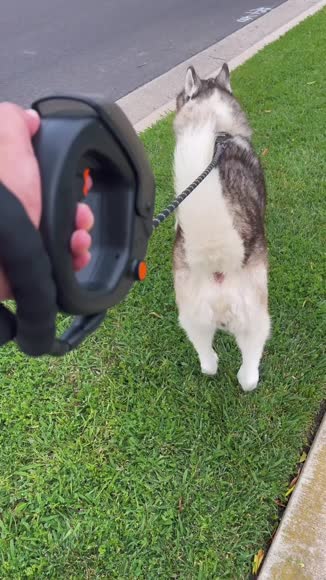 Video review of Spleash Spleash® +That Leash™️ Combo  by yr8gswthpv