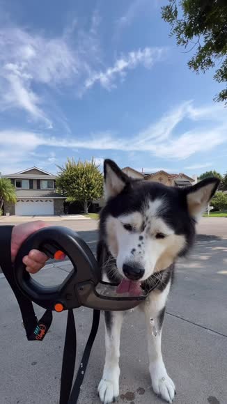 Video review of Spleash Spleash® +That Leash™️ Combo  by yr8gswthpv