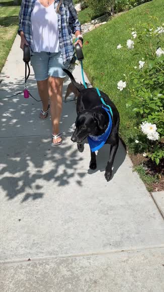 Video review of Spleash Spleash®  Without Leash  by yr8gswthpv