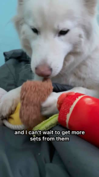 Video review of P.L.A.Y. Barking Brunch Collection - Medium  by 677aba7cc2626be5c8c1005c