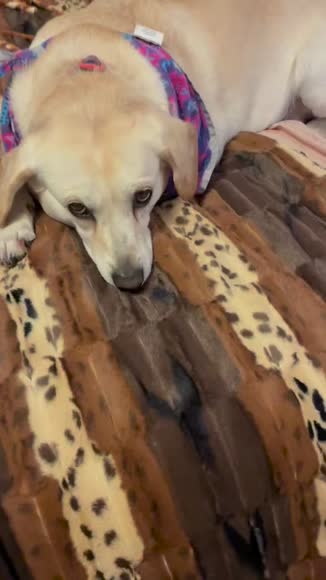 Video review of Baylee Nasco Exotic Fur Brown/Gold Blanket  by brookie1680