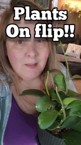 Video review of House Plant Shop Hoya 'Sweetheart'  by 