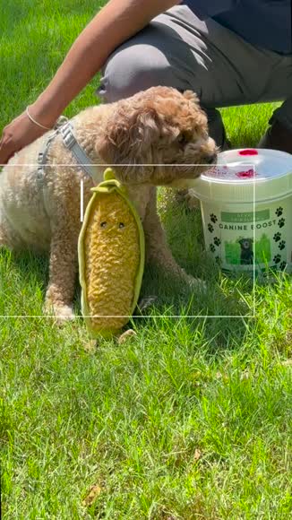 Video review of SEVA Spirulina All natural immune booster, itch reliever and gut health supplement for dogs  by 