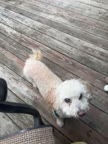 Video review of TickledPet Whole Capelin | Dog Treats  by 67b9295cce52b2567446d295