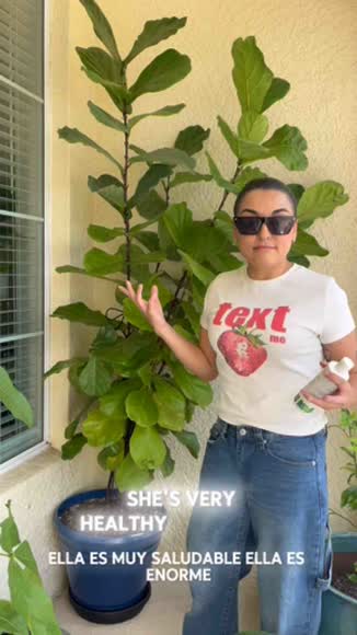 Video review of Houseplant Resource Center Fiddle Leaf Fig Tree Plant Food For Ficus Lyrata – Calcium Fortified  by vanesalazar0630