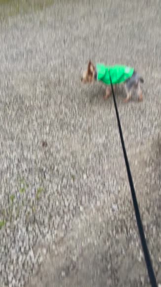 Video review of GF Pet Reversible Elasto-Fit Raincoat  by 678152b418cdd5dd103be070