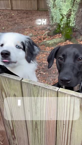 Video review of Archway Pet Delicious Doggie Biscuits - Silver Carp and Sweet Potato  by 6768c1e0fce05ed4c53863d0