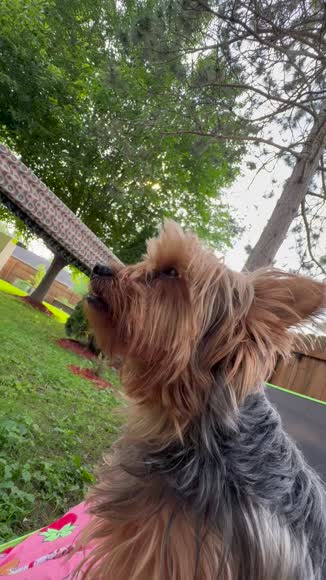 Video review of Sunnydaze Jacquard Double Outdoor Hammock  by 67d6fb2880f2f213c787ca43