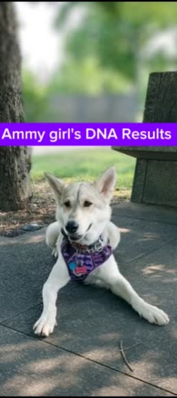 Video review of tellmeGen DNA Test For Dogs Starter  by 66fe48f9def3e1c2423e7dcc
