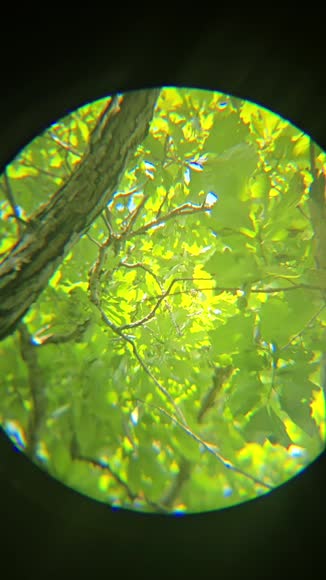 Video review of Gbruno Store 40x40 HD Optical Monocular Telescope  by rroach98