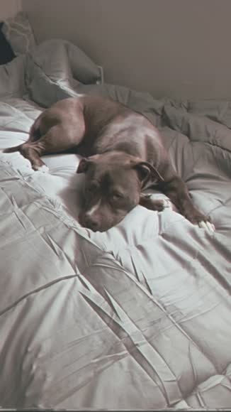 Video review of Lux Decor Collection Down Alternative Box Stitched Comforter with Corner Tabs, 88" x 64", All Seasons  by 6830c20c089ebbd6a9f4af20