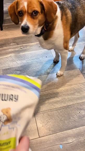 Video review of Archway Pet Peanut Butter Better Biscuit  by 676f2403502978648ccab983