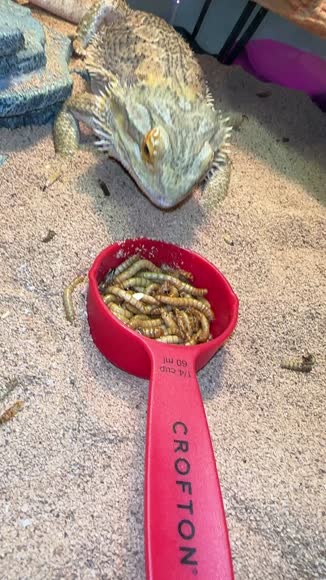 Video review of Flygrubs BSFL Treats for Hens, Ducks, Turkeys, Wild Birds, Turtles, Fish, Quails | Dried Mealworms  by 67978f73af83143c9dbdeb5d