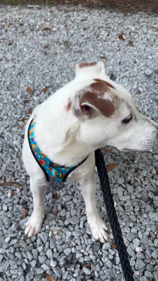 Video review of Sassy Woof Dog Adjustable Harness - Nickelodeon CatDog™  by 676233633b027936145ce239