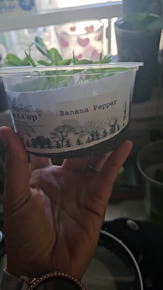 Video review of Seeds In A Cup Banana Pepper | Plant Starter Grow Kit  by themailboxxart