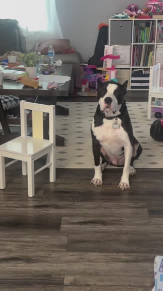 Video review of Clips Pets & Animals  by 6698db0d038013816b0ae431