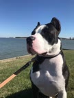 Video review of Clips Pets & Animals  by 6698db0d038013816b0ae431