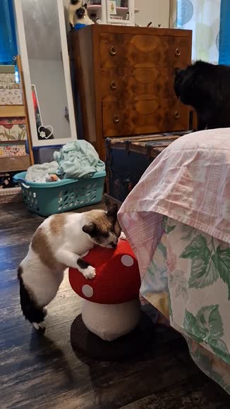Video review of 8 Side Mushroom Cat Play House  by kawaii-mami78