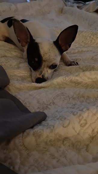 Video review of Leveret Clothing Small Dog Cotton Pajamas  by 683af4ddc9abd67c53751784