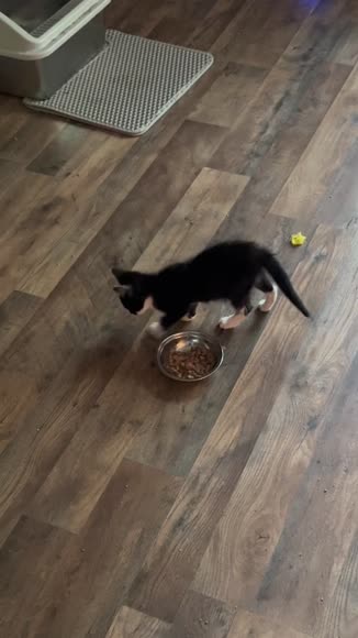 Video review of Clips Pets & Animals  by 678f03acc172236aec9c8871