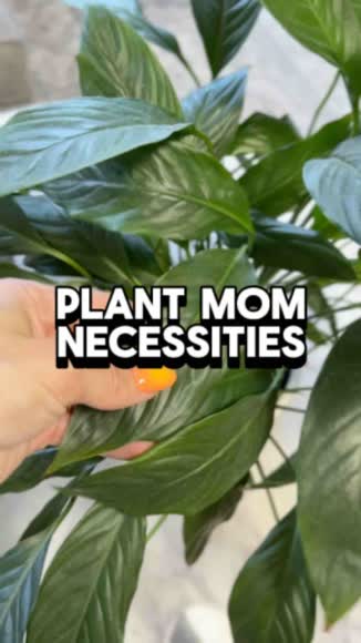 Video review of Houseplant Resource Center Plant Leaf Armor – Leaf Shine and Indoor Plant Cleaner Spray  by 666b5c8308816358282739fc