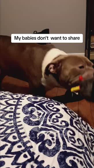 Video review of Clips Pets & Animals  by 6792322e990de45e385b9078