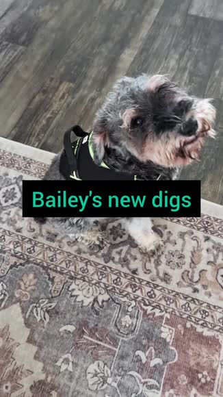 Video review of Doggy Tales Patented Realtree® Hart Harness  by 678c4f54b76a57d0e9d6f901