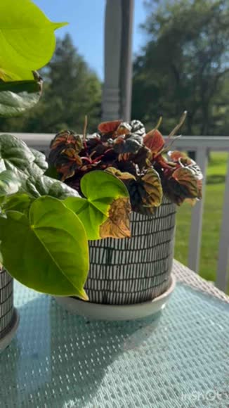 Video review of Sagebrook Home Ceramic Abstract Planters With Matching Saucers  by 656fc51f706ad5238bb8e4fd