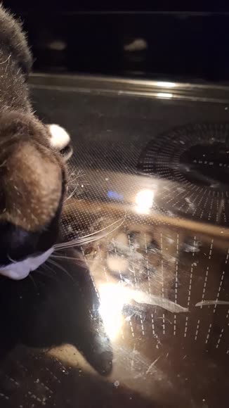 Video review of PETBEING Stick A Day | Tasty Cat Treat & Pet Vitamins & Supplements Combination  by 678c61e4f48d7e78b8cffaac