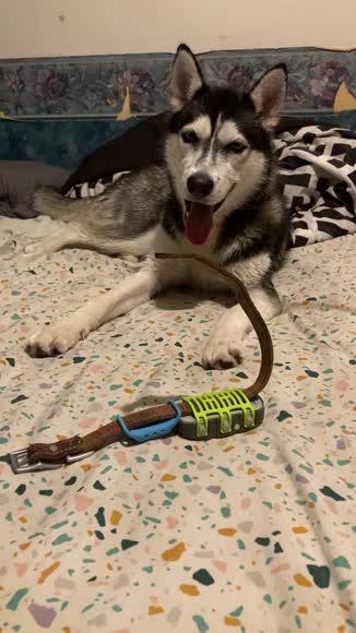 Video review of  Pure Wild Alaskan Salmon Oil for Dogs - Pump Cap Bottle  by 683cf89ef1339030112ff4a9