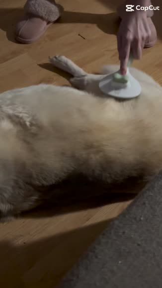 Video review of Michu Michu Cream Pet Brush - Gentle and Effective Grooming for Dogs and Cats  by 678576a1ad8c3a894ce67716
