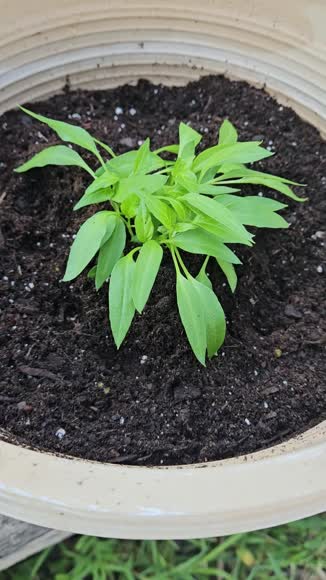 Video review of Seeds In A Cup Banana Pepper | Plant Starter Grow Kit  by themailboxxart
