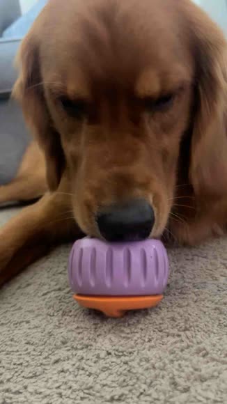Video review of Clips Pets & Animals  by 678c0ee82a3d32d1e2fd5f45