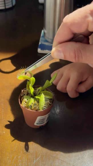 Video review of Bumble Plants Venus Carnivorous Fly Trap  by 68191a0af6009577cd909afa