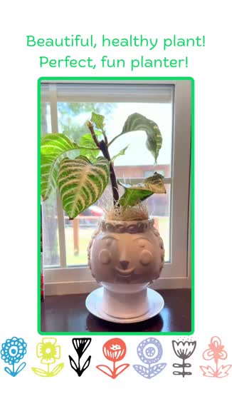 Video review of House Plant Shop Zebra 'Aphelandra'  by 67ab674958898d8346bc667e