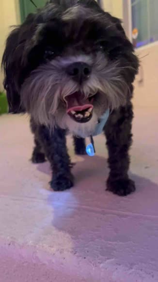 Video review of iTek PetLit Collar Light Crystal Jewel CLEAR  by vanesalazar0630