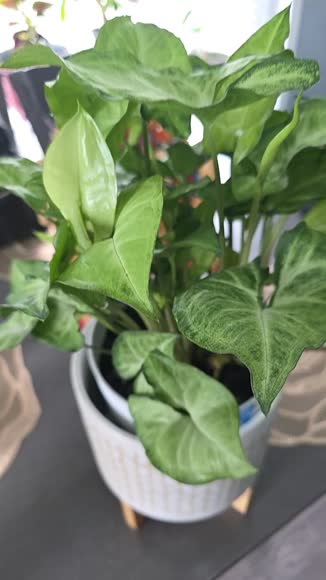 Video review of Thorsen's Greenhouse Syngonium Podophyllum, Butterfly Plant  by 677ee96ad45bf7fbc647b4a4