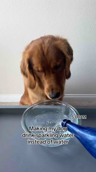 Video review of Clips Pets & Animals  by 678c0ee82a3d32d1e2fd5f45