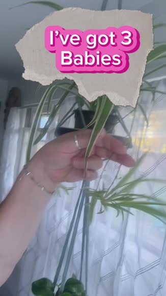 Video review of House Plant Shop Pet Friendly Variety Bundle  by 679968d211d1965617441653