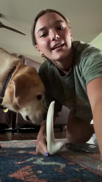 Video review of Shed Defender Hands Free Dog Leash Belt - Connects to any leash - Reflective Stitching - Adjustable, one size fits all  by 657b6d4c574cbc40d88f2e85
