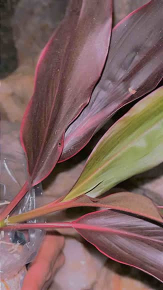 Video review of House Plant Shop Cordyline 'Calypso Queen'  by 6811e83816340dc9c73897f6