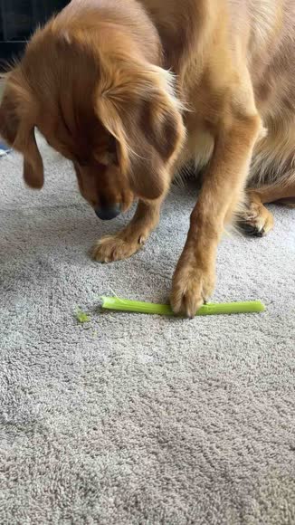 Video review of Clips Pets & Animals  by 678c0ee82a3d32d1e2fd5f45